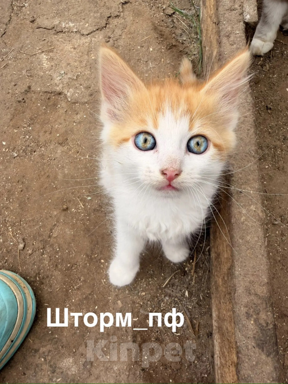 Кошки в Санкт-Петербурге: Котята в добрые руки. очень красивые малыши ищут дом Мальчик, Бесплатно - фото 2