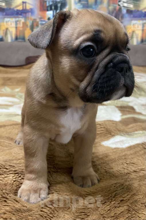 Собаки в Стерлитамаке: Французский бульдог  Девочка, Бесплатно - фото 2