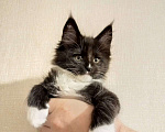 Кошки в Санкт-Петербурге: Котята мейн кун в дом - счастье в нём Мальчик, 15 000 руб. - фото 4