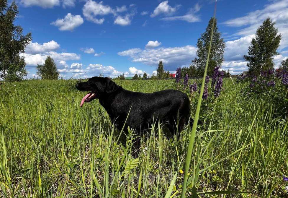Собаки в Волоколамске: Собака в добрые руки Мальчик, Бесплатно - фото 6