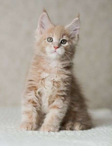 Кошки в Химках: Мейнкун котята полидакты Мальчик, Бесплатно - фото 1