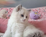 Кошки в Москве: Самый обаятельный котёнок Рэгдолл Мальчик, 95 руб. - фото 3