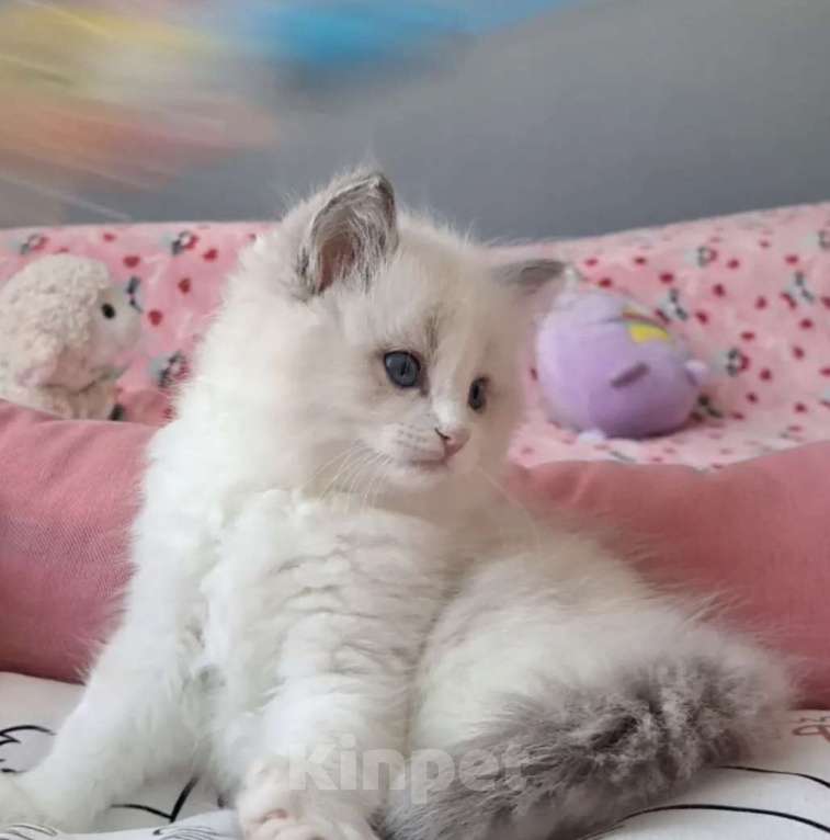 Кошки в Москве: Самый обаятельный котёнок Рэгдолл Мальчик, 95 руб. - фото 3