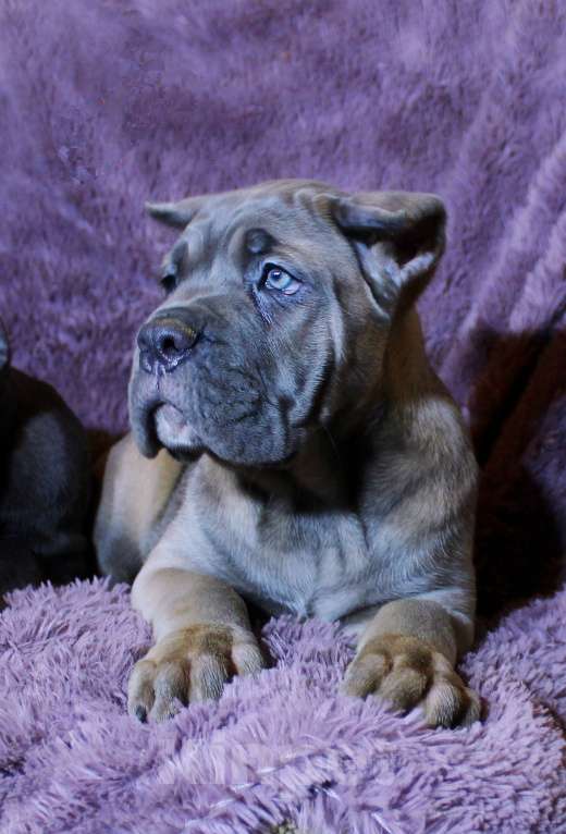 Собаки в Москве: Красивые форментинцы  Мальчик, 80 000 руб. - фото 5