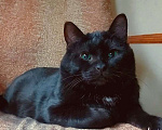 Кошки в Москве: Британский крупный черный красавец-кот Дуглас в добрые руки Мальчик, 1 руб. - фото 1