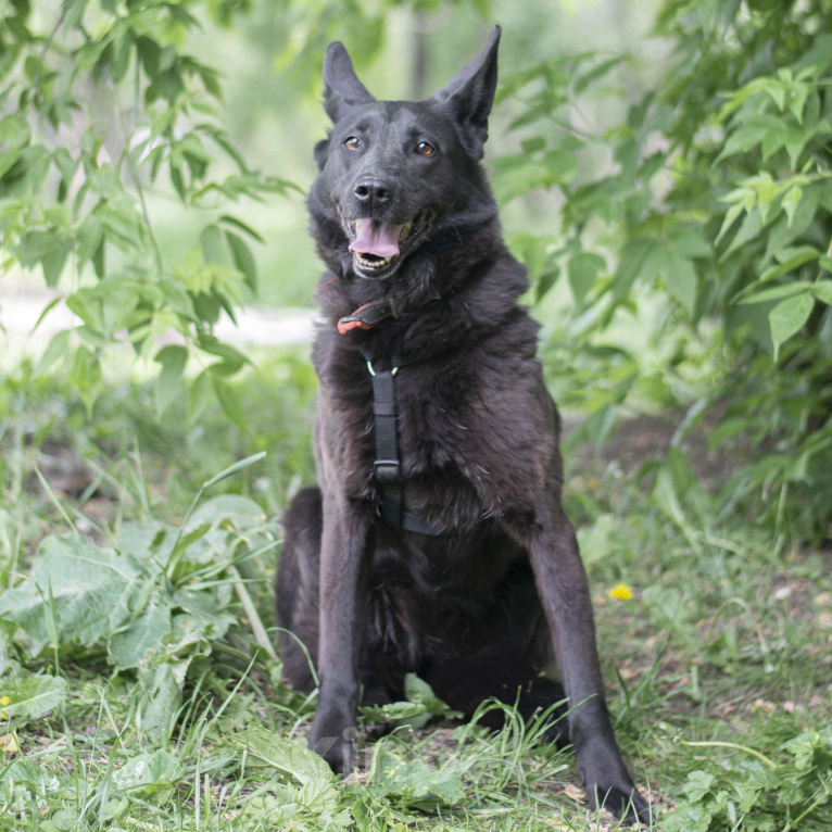 Собаки в Москве: Ронда Девочка, Бесплатно - фото 3