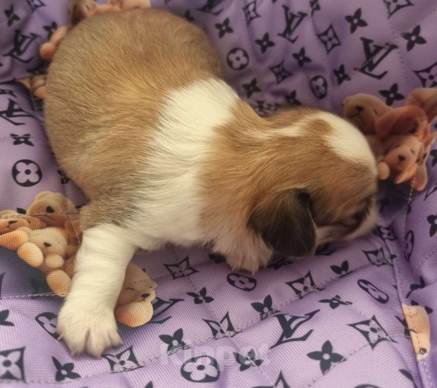 Собаки в Калининграде: Щенок Чихуахуа д/ш, мальчик Мальчик, Бесплатно - фото 2