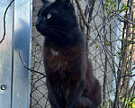 Кошки в Батайске: Пропал котик Мальчик, Бесплатно - фото 2