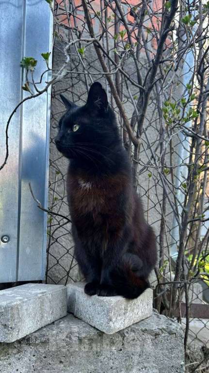 Кошки в Батайске: Пропал котик Мальчик, Бесплатно - фото 2