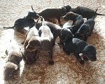 Собаки в Меленках: Доберман вязка, 5 000 руб. - фото 4