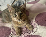 Кошки в Ярославле: Котенок в добрые ответственные руки Мальчик, 1 руб. - фото 1