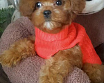 Собаки в Москве: Очаровательная девочка тедди пудель Девочка, 180 000 руб. - фото 2