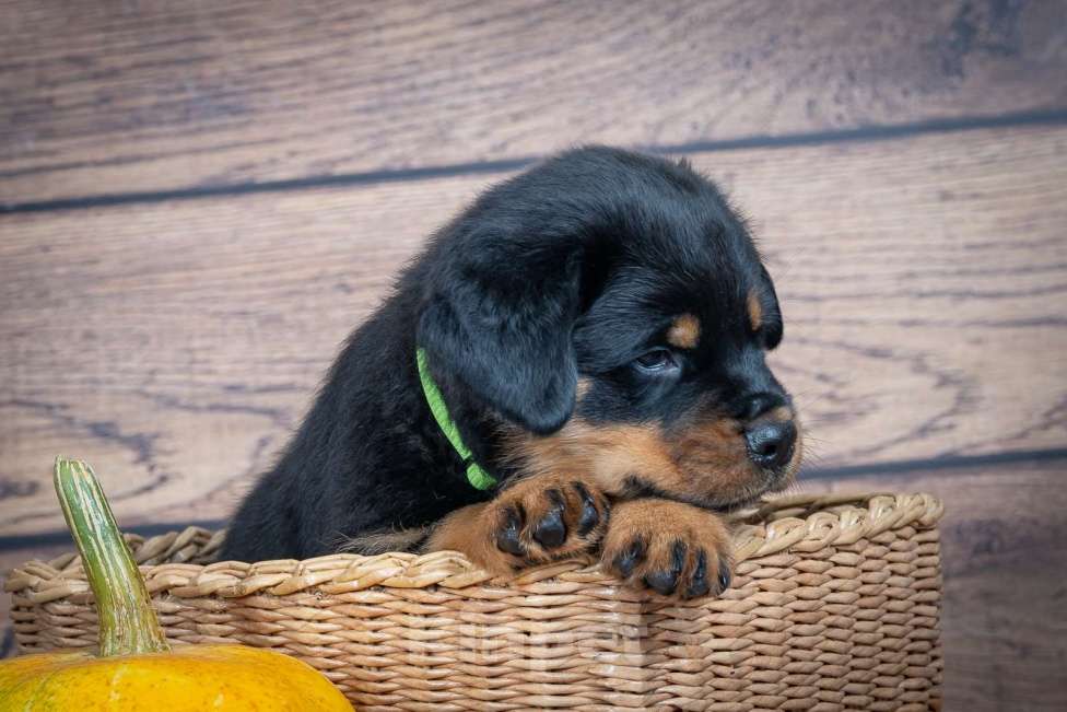 Собаки в Красноярске: Свободен отличный парень рабочего разведения  Мальчик, 60 000 руб. - фото 3