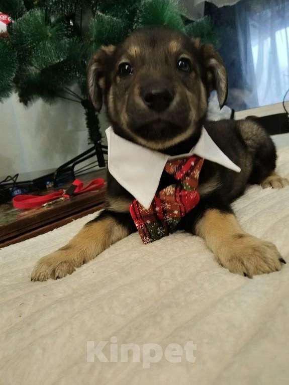 Собаки в Москве: Милые щенки  Мальчик, Бесплатно - фото 2