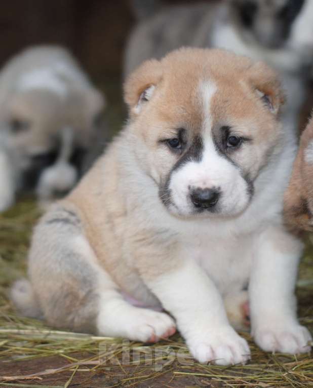 Собаки в Саратове: Щенок САО Девочка, Бесплатно - фото 5