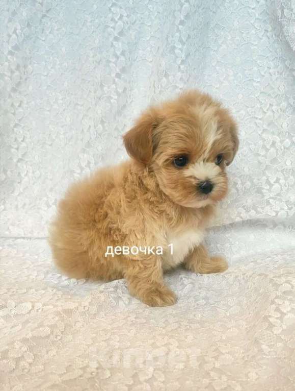 Собаки в Москве: мальтипу девочка F1 Девочка, 100 000 руб. - фото 4