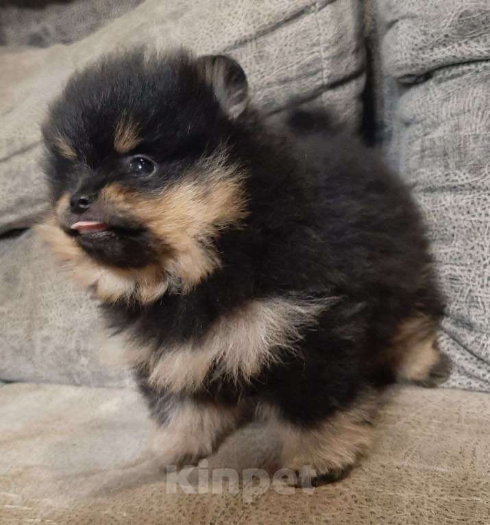 Собаки в Самаре: Черно-подпалый Мальчик, 80 000 руб. - фото 1