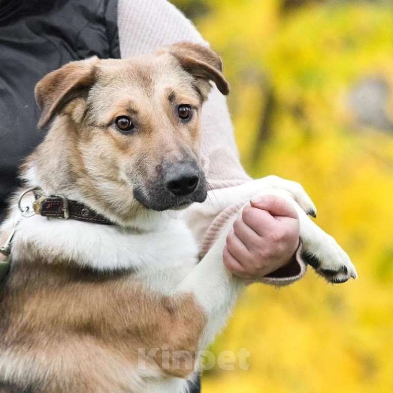 Собаки в Москве: Срочно ищет семью молодой пес Ричард Мальчик, 1 руб. - фото 1