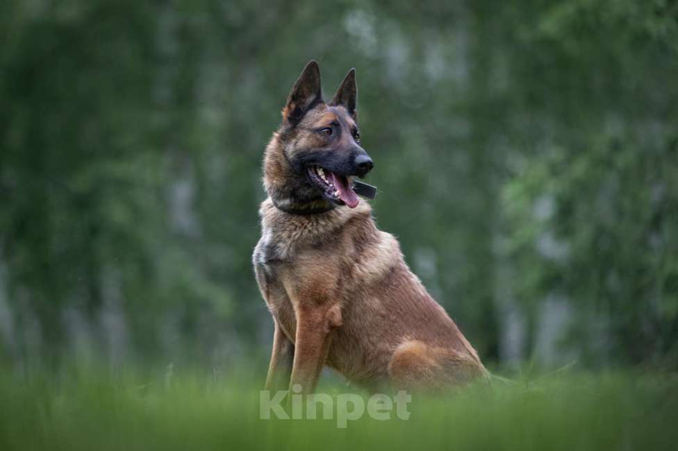 Собаки в Москве: Малик Мальчик, Бесплатно - фото 4