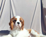 Собаки в Санкт-Петербурге: Красивый мальчик кавалер Кинг Чарльз спаниель Мальчик, 80 000 руб. - фото 1