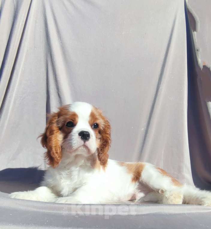 Собаки в Санкт-Петербурге: Красивый мальчик кавалер Кинг Чарльз спаниель Мальчик, 80 000 руб. - фото 1