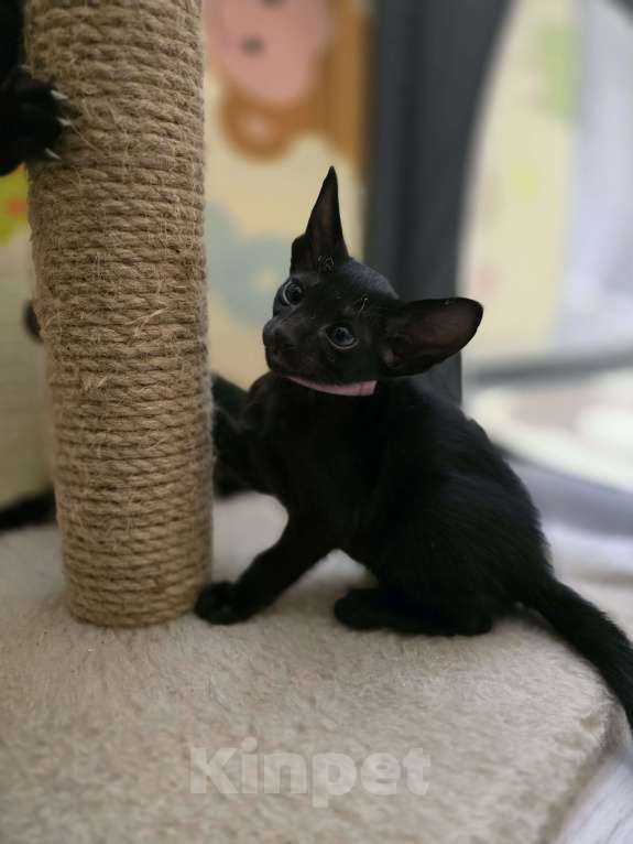 Кошки в Санкт-Петербурге: Ориентальная кошка  Девочка, 45 000 руб. - фото 1