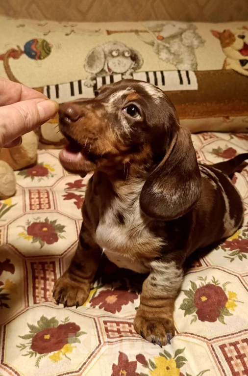 Собаки в других городах Московской области: Мраморный мальчик Мальчик, 90 000 руб. - фото 6