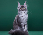Кошки в Красногорске: Котенок  Девочка, Бесплатно - фото 2