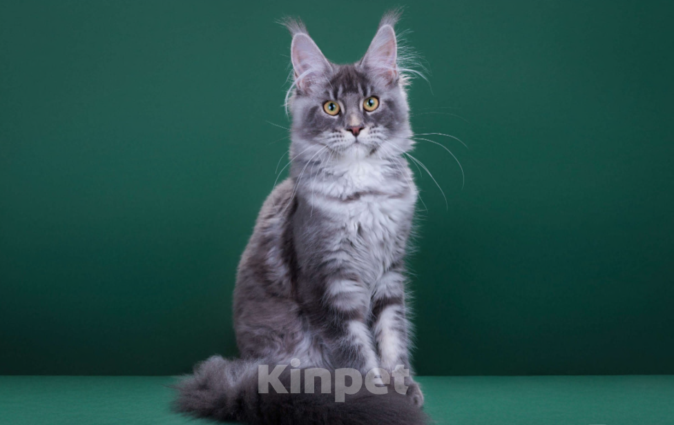 Кошки в Красногорске: Котенок  Девочка, Бесплатно - фото 2