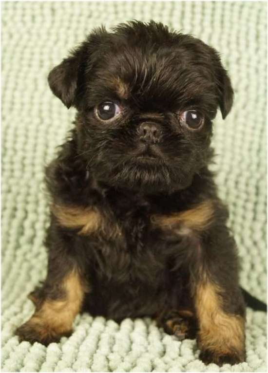 Собаки в Москве: ЗАРНИЦА Девочка, 90 000 руб. - фото 2