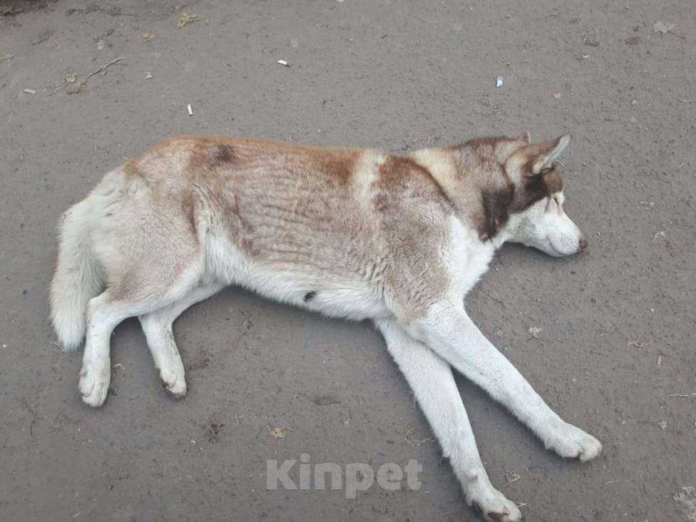 Собаки в Волгограде: Нашли сибирская хаски .  г Волгоград Держинский район.  Мальчик, Бесплатно - фото 5