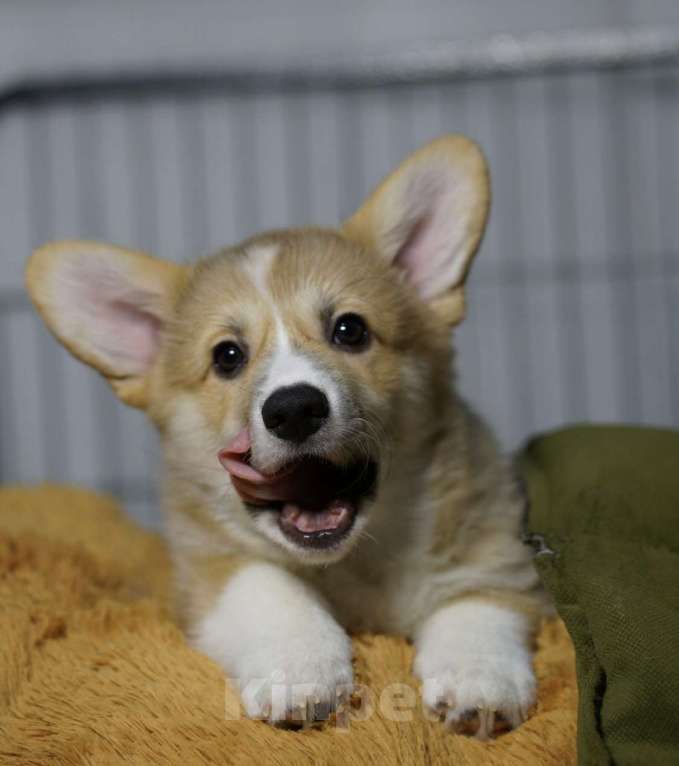 Собаки в Москве: Чакибусенок #2 - замечательный компанейский мальчик рыже-белый (возможно Соболь). С хвостиком  Мальчик, Бесплатно - фото 3