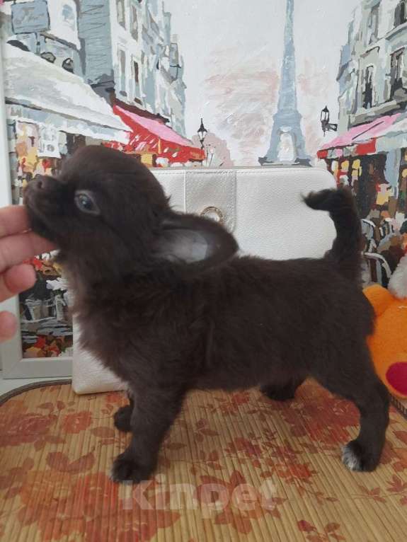 Собаки в Москве: шоколадный мальчик чихуахуа Мальчик, 25 000 руб. - фото 3