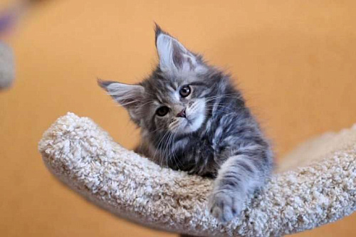 Мейн-куны котята