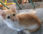 Кошки в Саратове: Светлячок Девочка, Бесплатно - фото 2