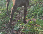 Собаки в Чебоксарах: Найдена собака Девочка, 5 руб. - фото 5