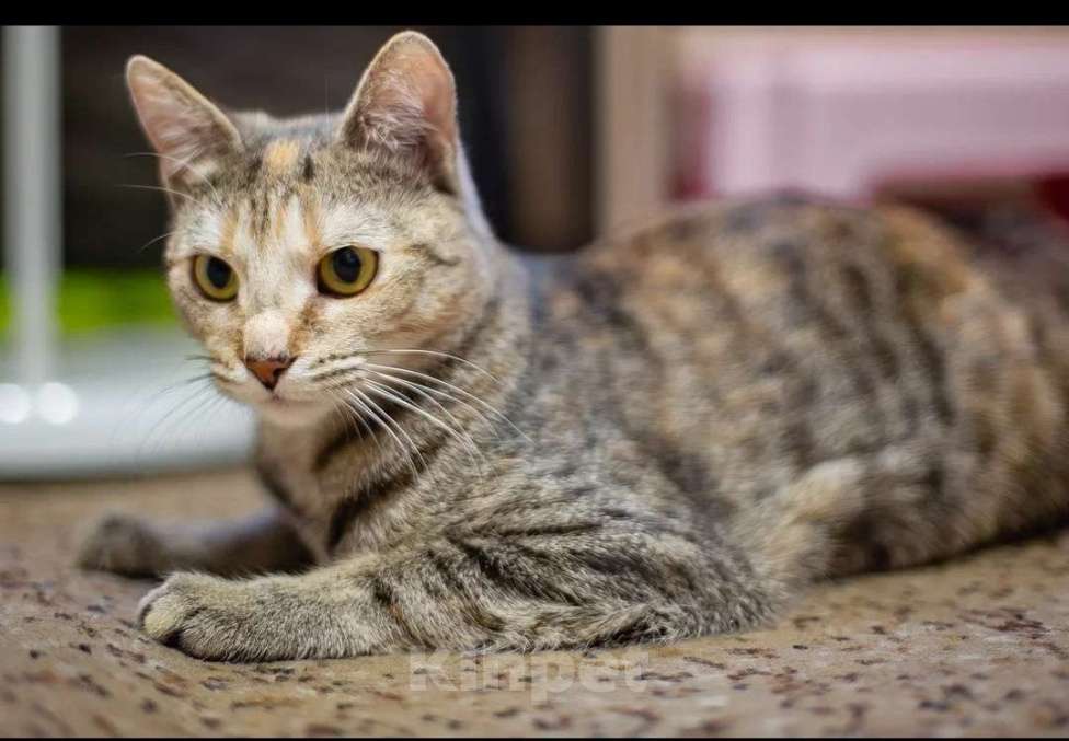 Кошки в Москве: Кошка идеал Анфиса ищет дом Девочка, Бесплатно - фото 3