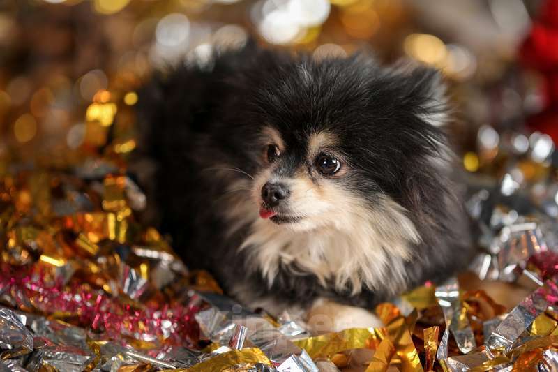 Собаки в Москве: Померанский шпиц Шайна в добрые руки Девочка, Бесплатно - фото 4
