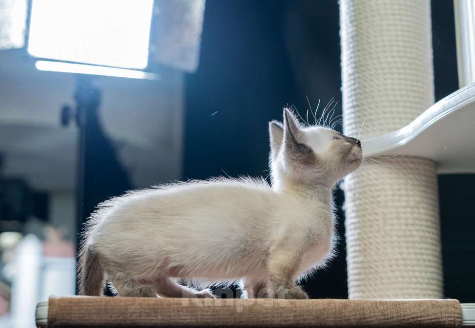 Кошки в Москве: Котята манчкин Мальчик, 45 000 руб. - фото 2