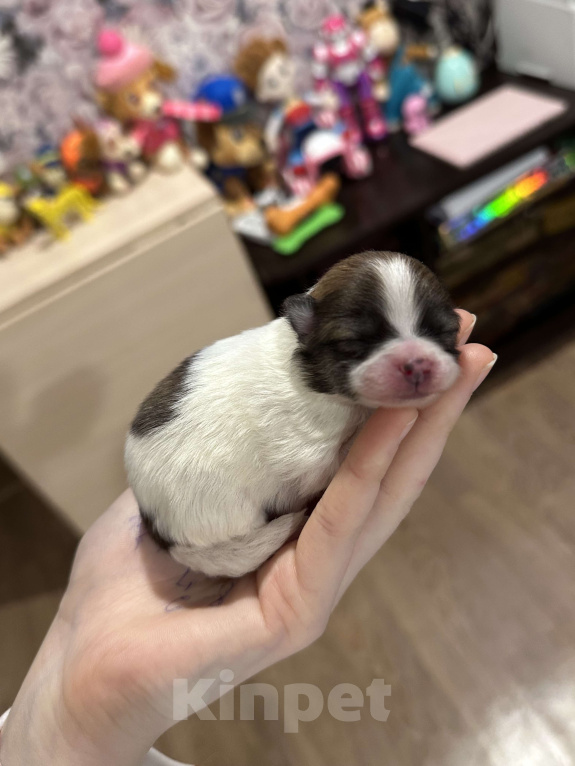 Собаки в Тюмени: Немецкий шпиц щенок девочка Девочка, 40 000 руб. - фото 4