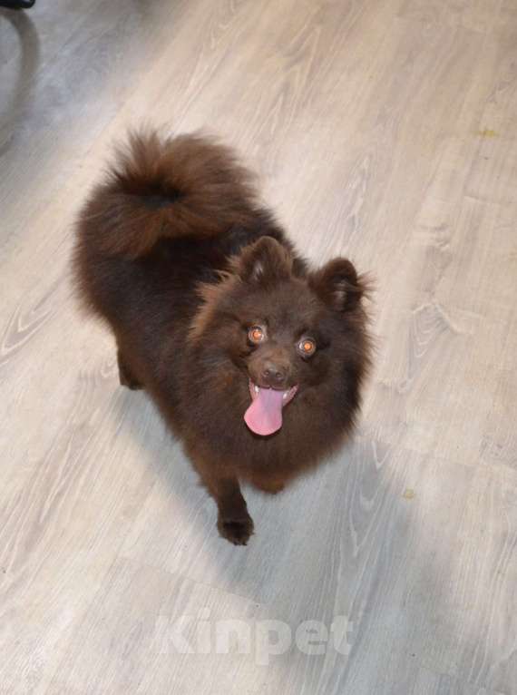 Собаки в Ореховом-Зуево: Маняша Девочка, 30 000 руб. - фото 3