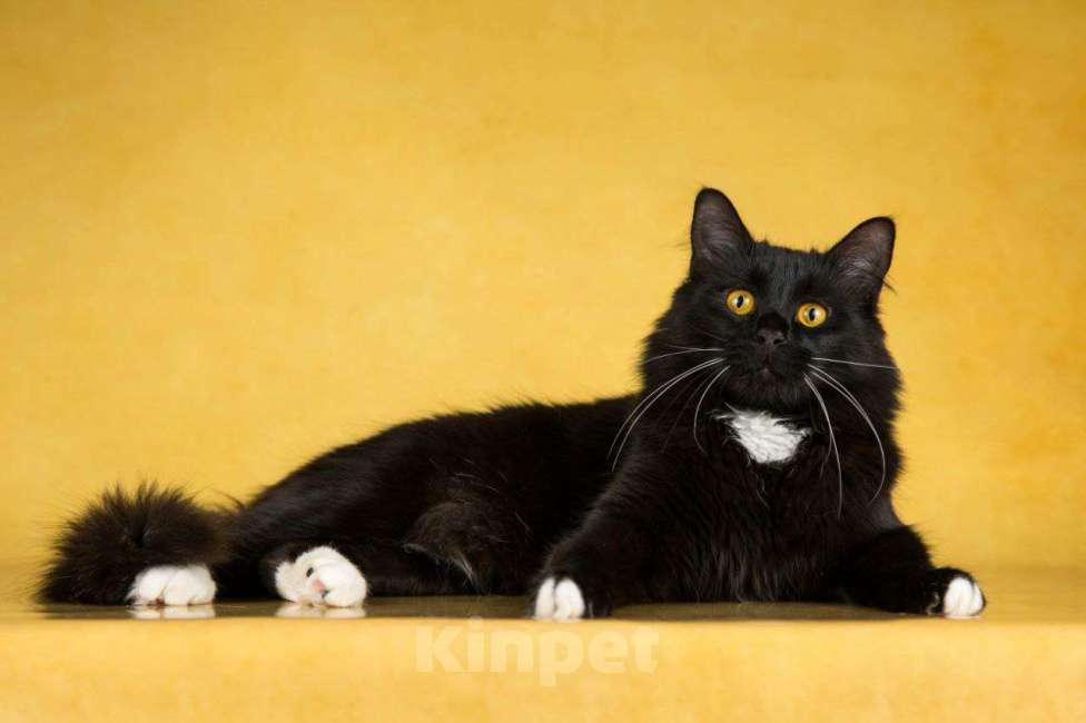 Кошки в Балашихе: Падди Мальчик, Бесплатно - фото 3