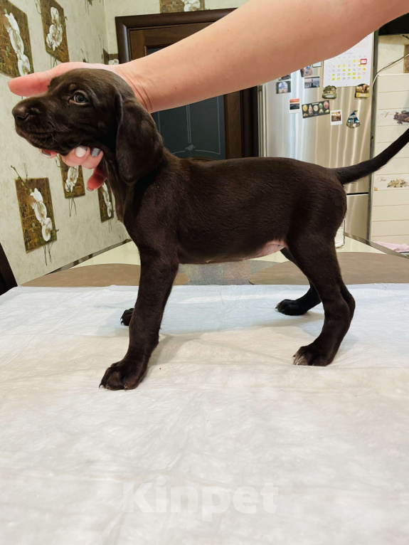 Собаки в Ступино: Щенки курцхаар Мальчик, Бесплатно - фото 5