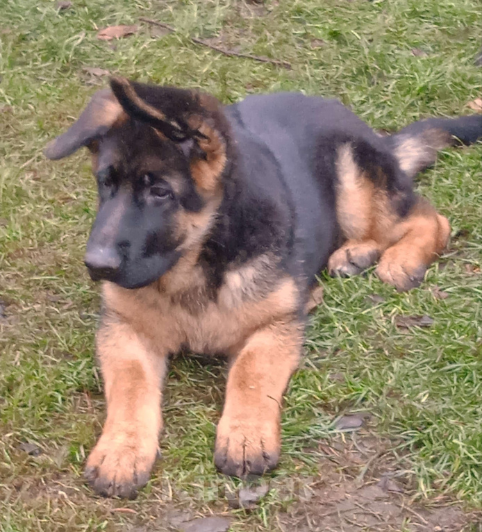 Собаки в Санкт-Петербурге: Щенок кобель, немецкая овчарка.  Мальчик, 60 000 руб. - фото 4