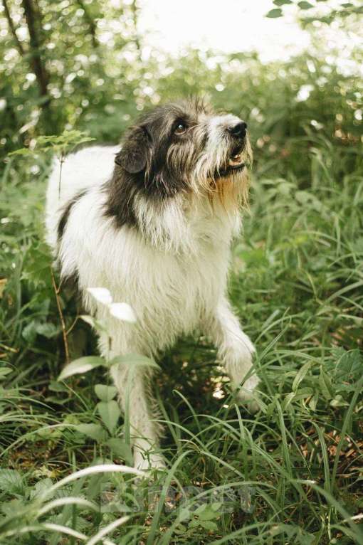 Собаки в Москве: Барди ищет дом Мальчик, Бесплатно - фото 5