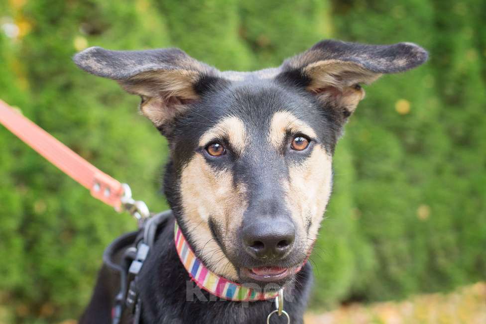 Собаки в Москве: Неужели я никому не нужна? Девочка, Бесплатно - фото 1