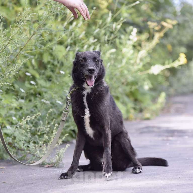 Собаки в Москве: Берта Девочка, Бесплатно - фото 4