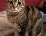 Кошки в Санкт-Петербурге: Кошка  Лаура- нужен хозяин Девочка, Бесплатно - фото 1