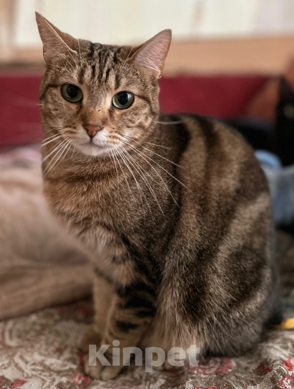 Кошки в Санкт-Петербурге: Кошка  Лаура- нужен хозяин Девочка, Бесплатно - фото 1