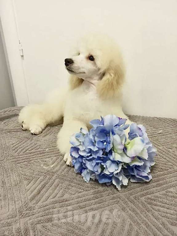 Собаки в Самаре: Щенок пуделя миниатюрный Мальчик, Бесплатно - фото 2